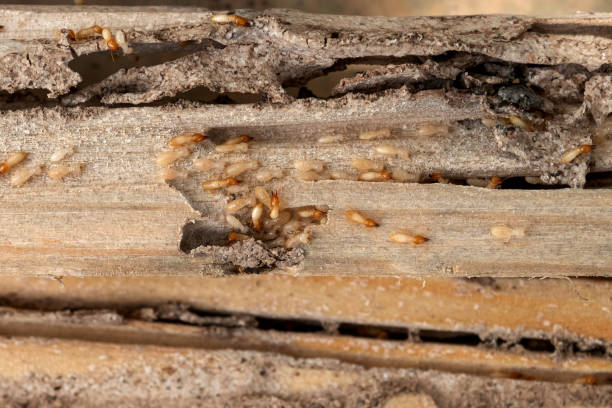 Pest Prevention Services in Fox Lake, WI
