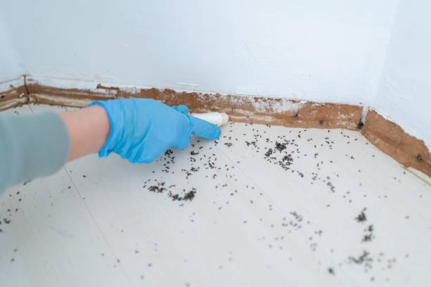 Reliable Fox Lake, WI Pest Control Solutions